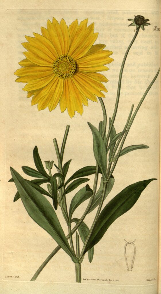 Coreopsis_lanceolata_sketch_2