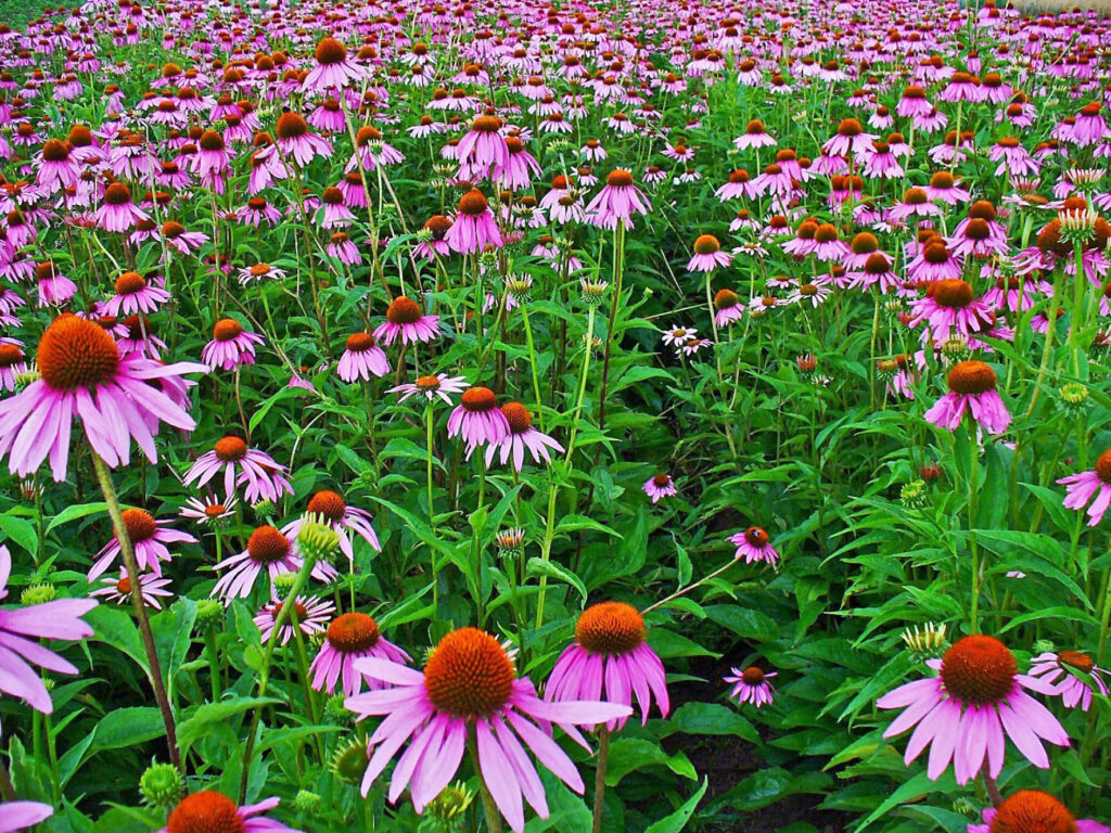 Echinacea_purpurea_photo1