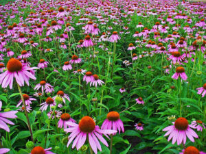Purple Coneflower
