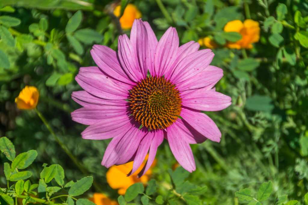 Echinacea_purpurea_photo_2