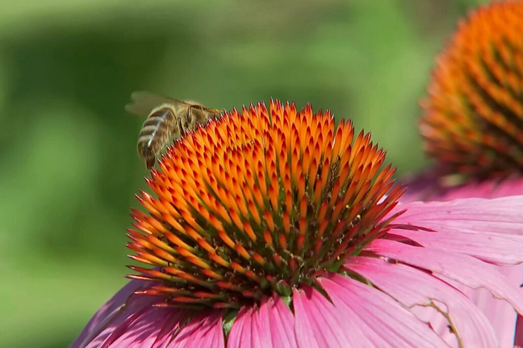 Echinacea_purpurea_photo_3