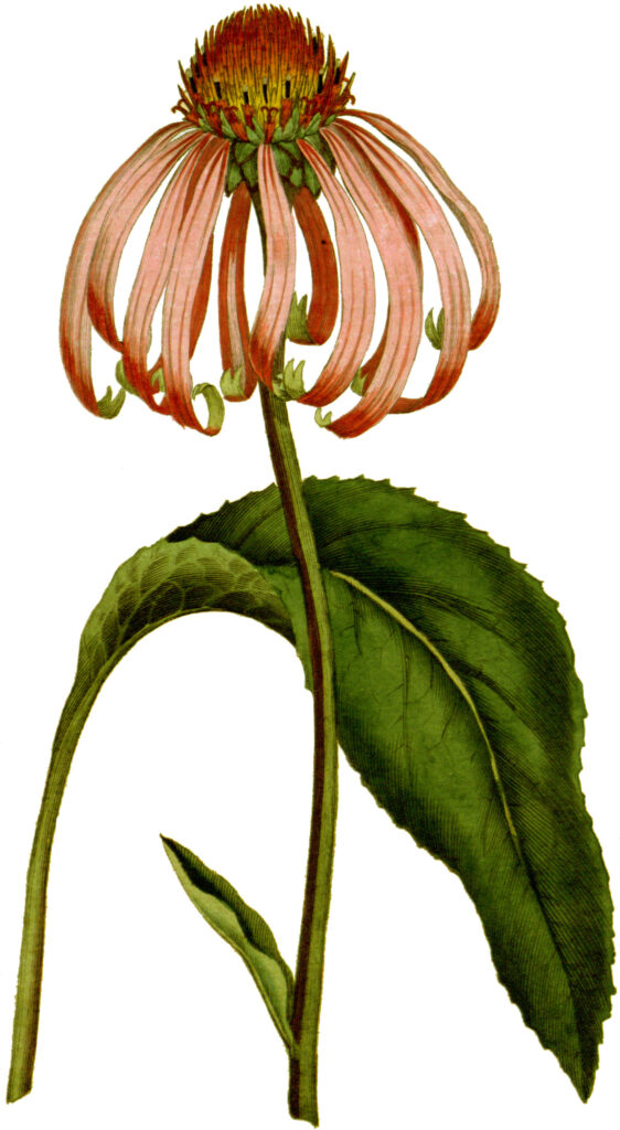 Echinacea_purpurea_sketch1