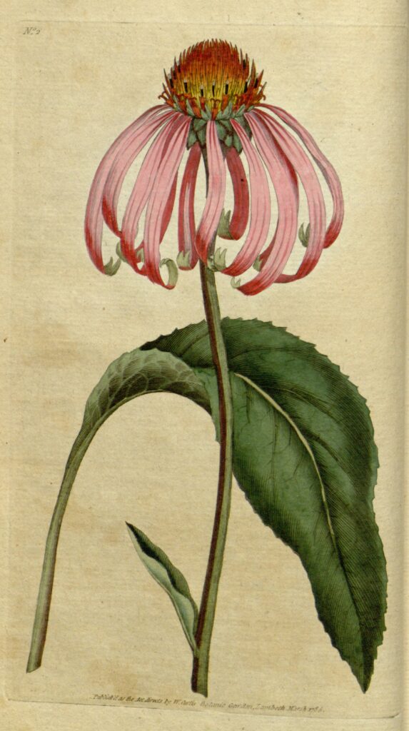 Echinacea_purpurea_sketch_2