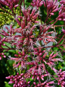 Joe Pye Weed