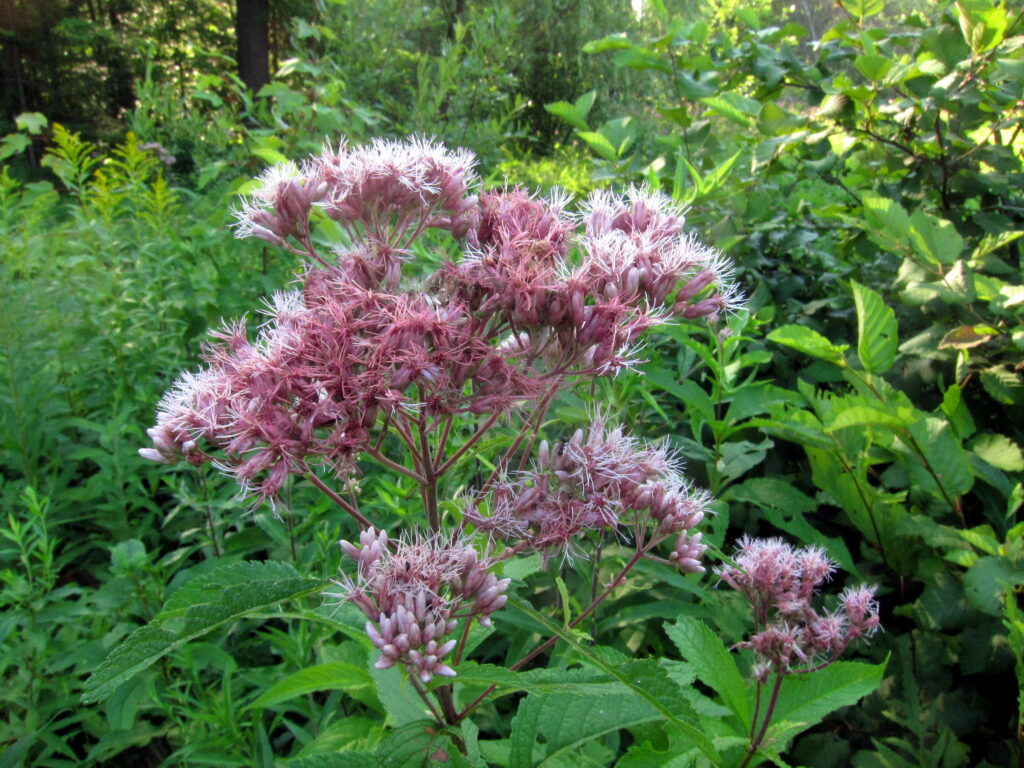 Eutrochium_purpureum_photo_2