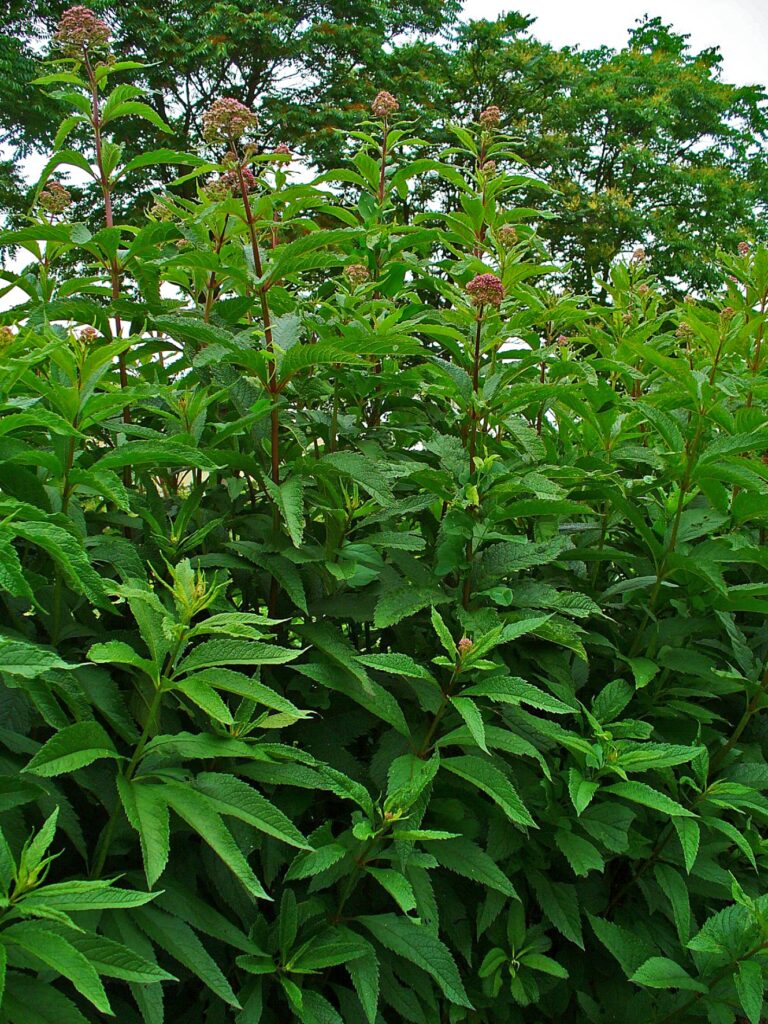 Eutrochium_purpureum_photo_3