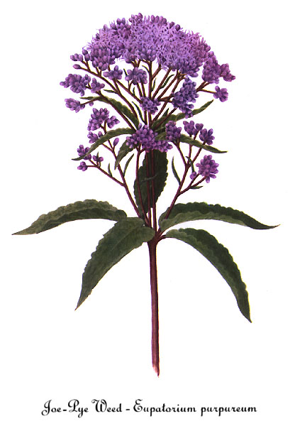 Eutrochium_purpureum_sketch_1
