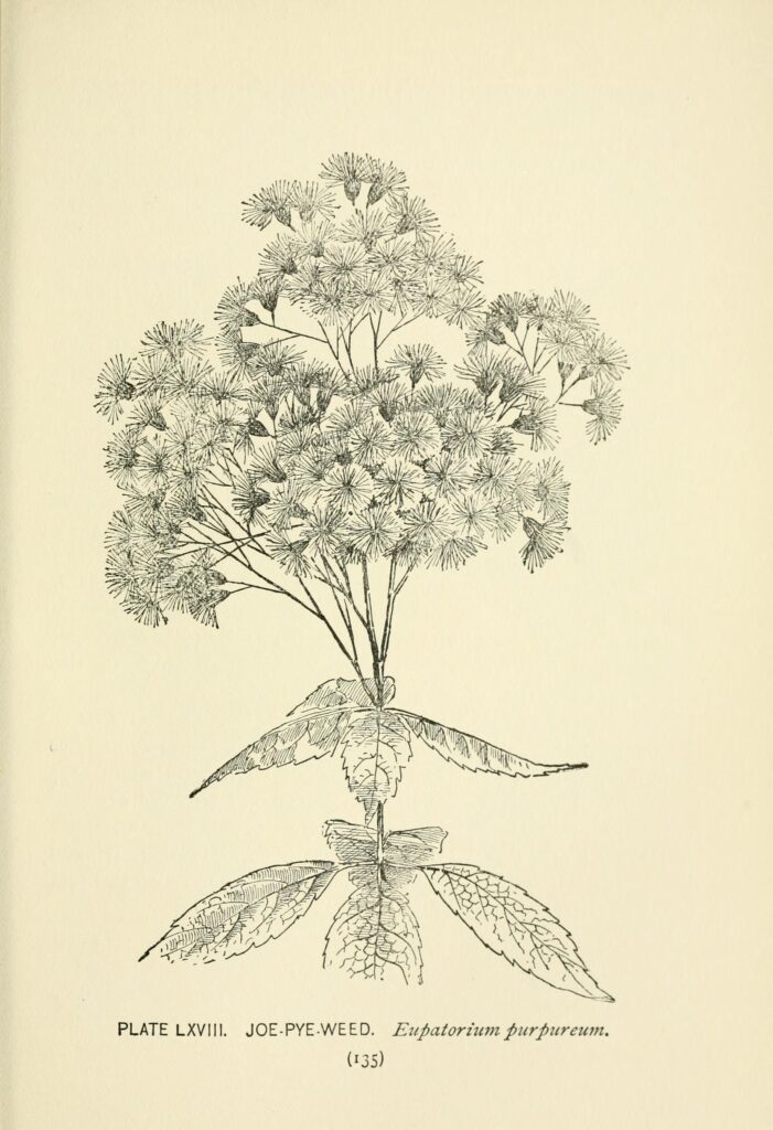 Eutrochium_purpureum_sketch_2