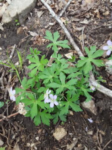 Wild Geranium