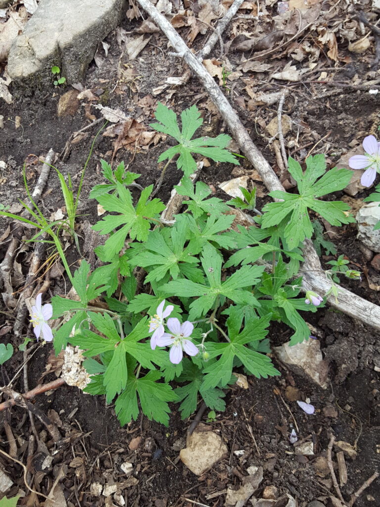 Geranium_maculatum_photo_1