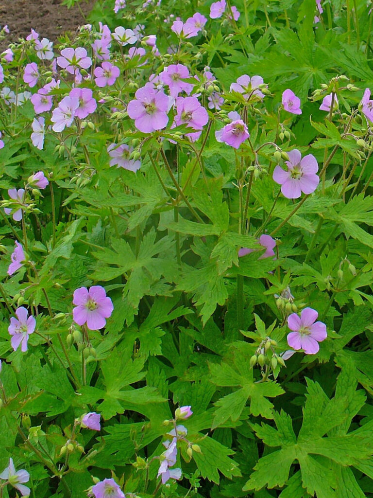 Geranium_maculatum_photo_2