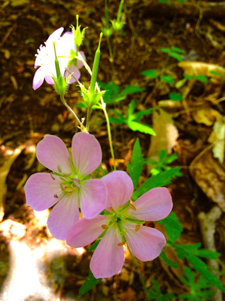 Geranium_maculatum_photo_3