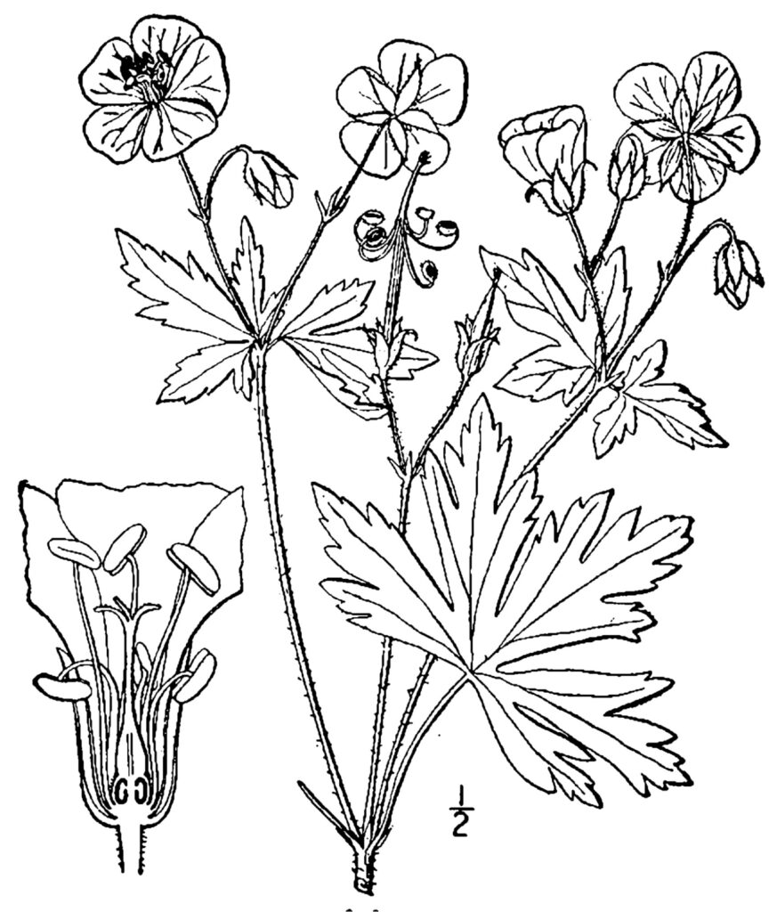 Geranium_maculatum_sketch_1