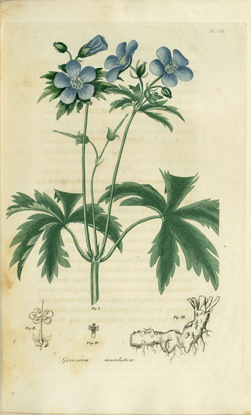 Geranium_maculatum_sketch_2