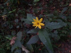 Ten-Petaled Sunflower