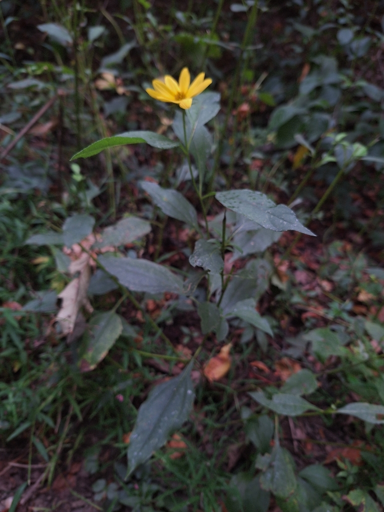 Helianthus_decapetalus_photo_2