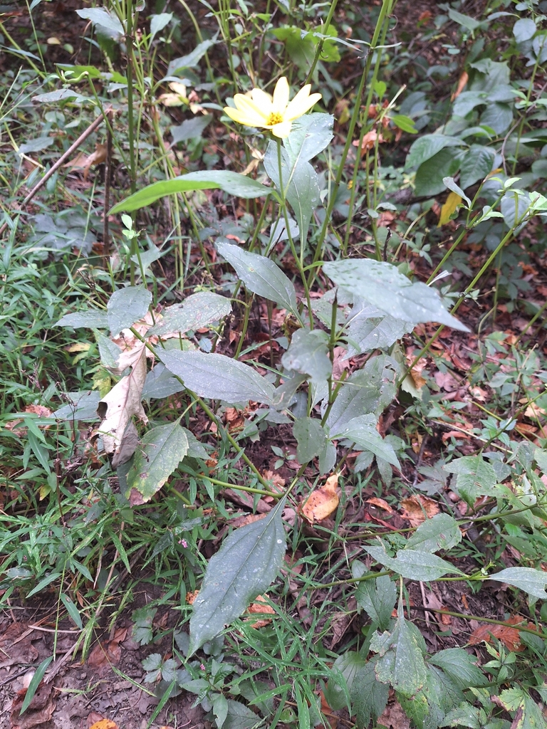 Helianthus_decapetalus_photo_3