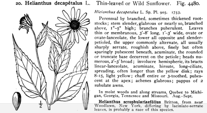 Helianthus_decapetalus_sketch_1