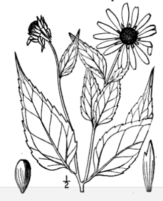Helianthus_decapetalus_sketch_2