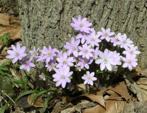 Sharp-lobed Hepatica