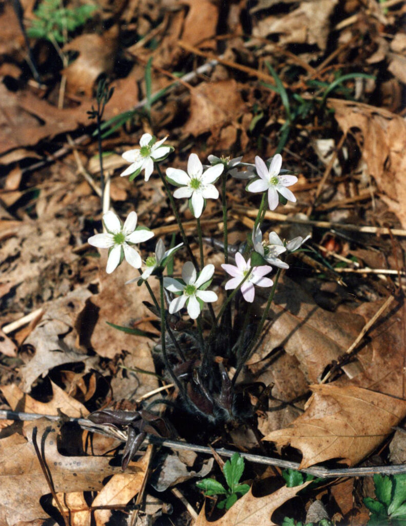 Hepatica_acutiloba_photo_2