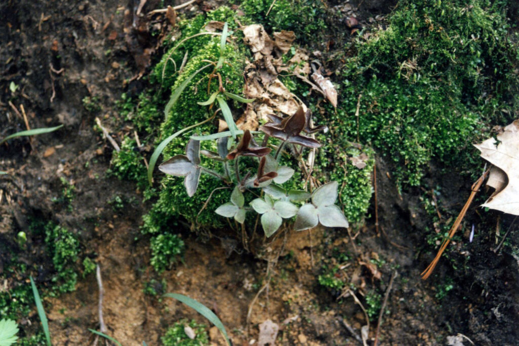 Hepatica_acutiloba_photo_3