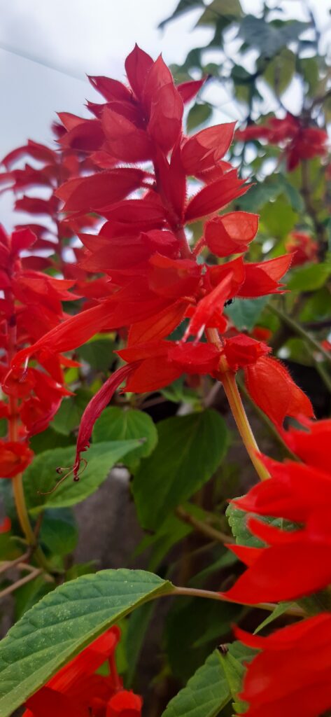 Lobelia_cardinalis_photo_1