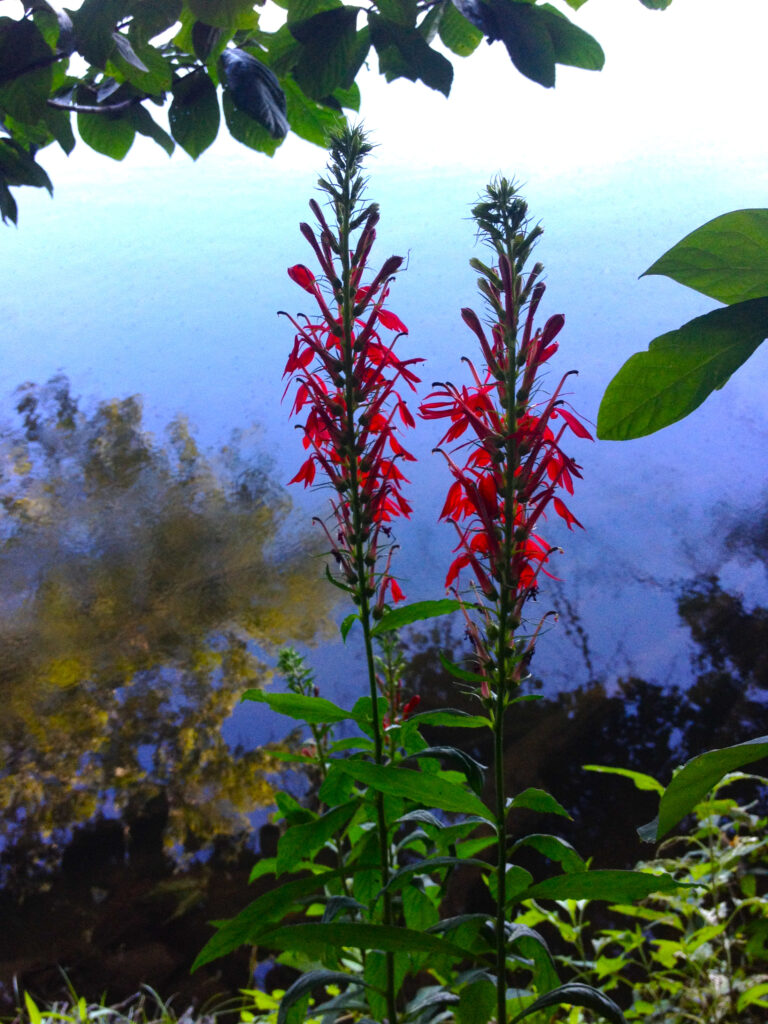 Lobelia_cardinalis_photo_3