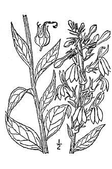 Lobelia_cardinalis_sketch_1