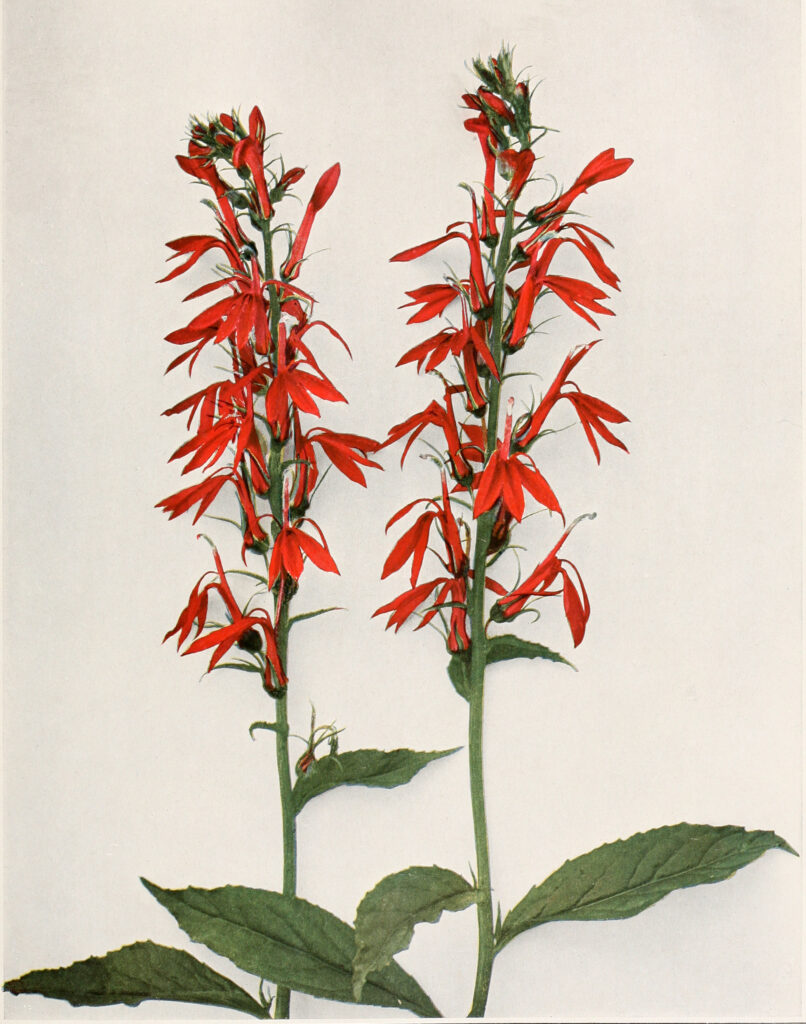 Lobelia_cardinalis_sketch_2