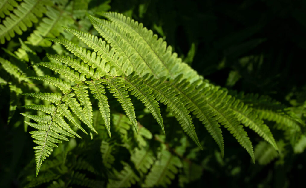 Matteuccia_struthiopteris_photo_1