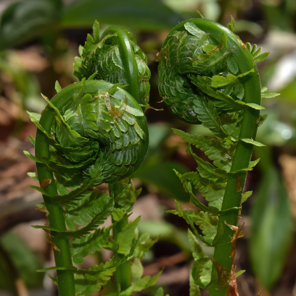 Matteuccia_struthiopteris_photo_2