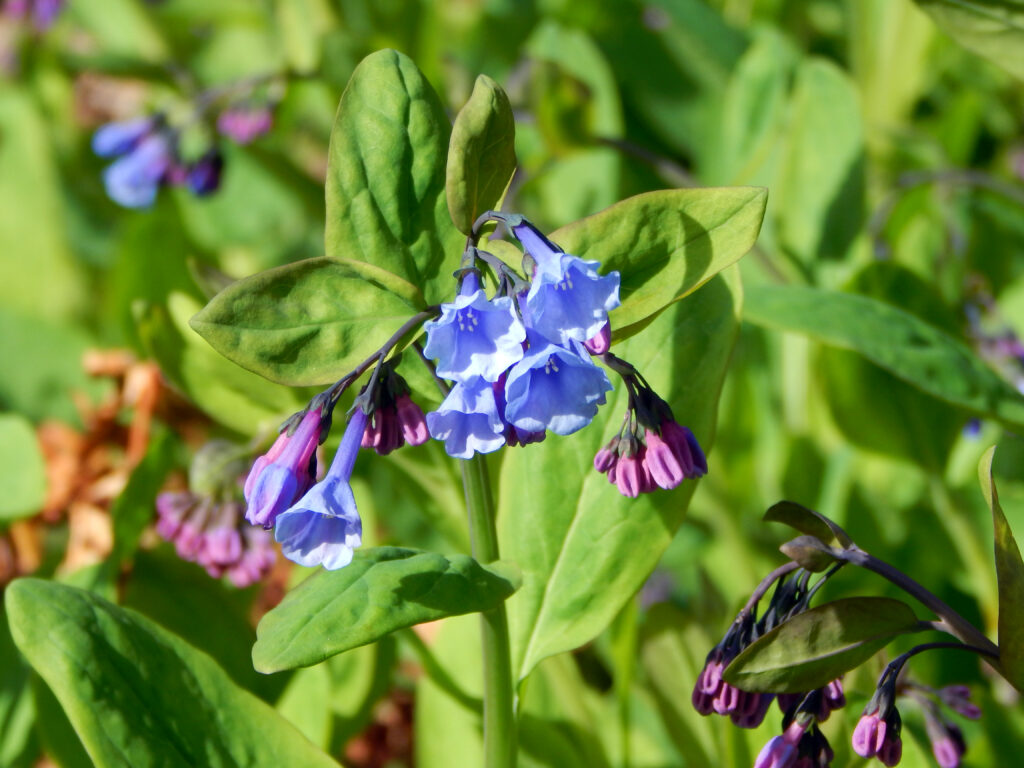 Mertensia_virginica_photo1