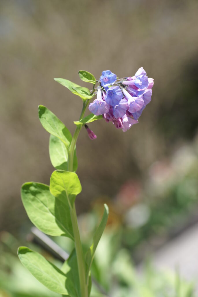 SONY DSC