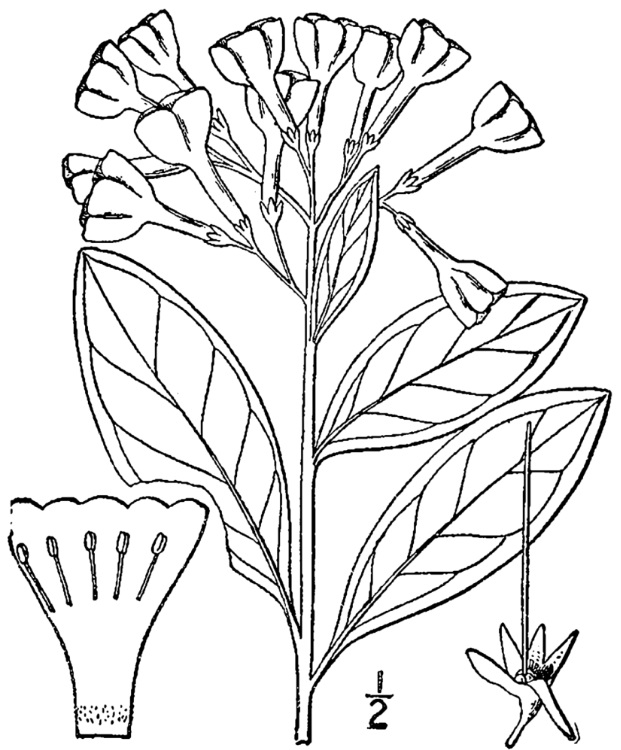 Mertensia_virginica_sketch2
