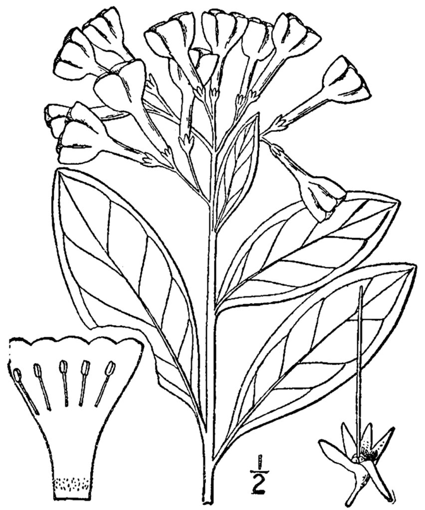 Mertensia_virginica_sketch_1