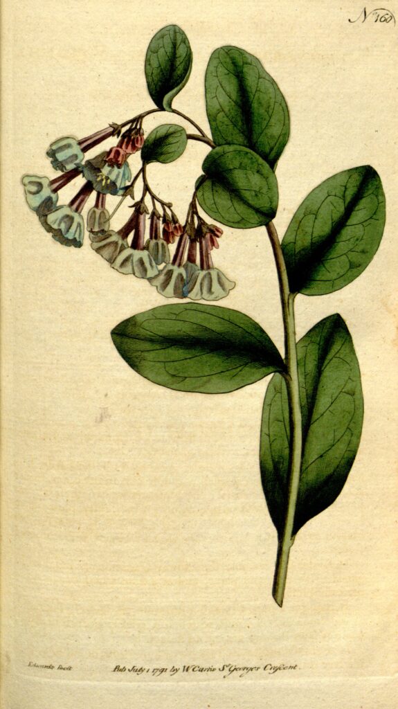 Mertensia_virginica_sketch_2
