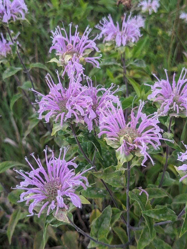 Monarda_fistulosa_photo_2