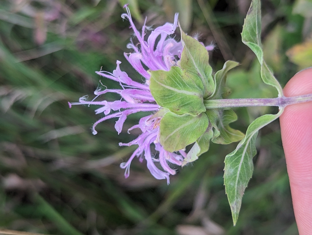 Monarda_fistulosa_photo_3