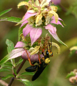 Spotted Beebalm