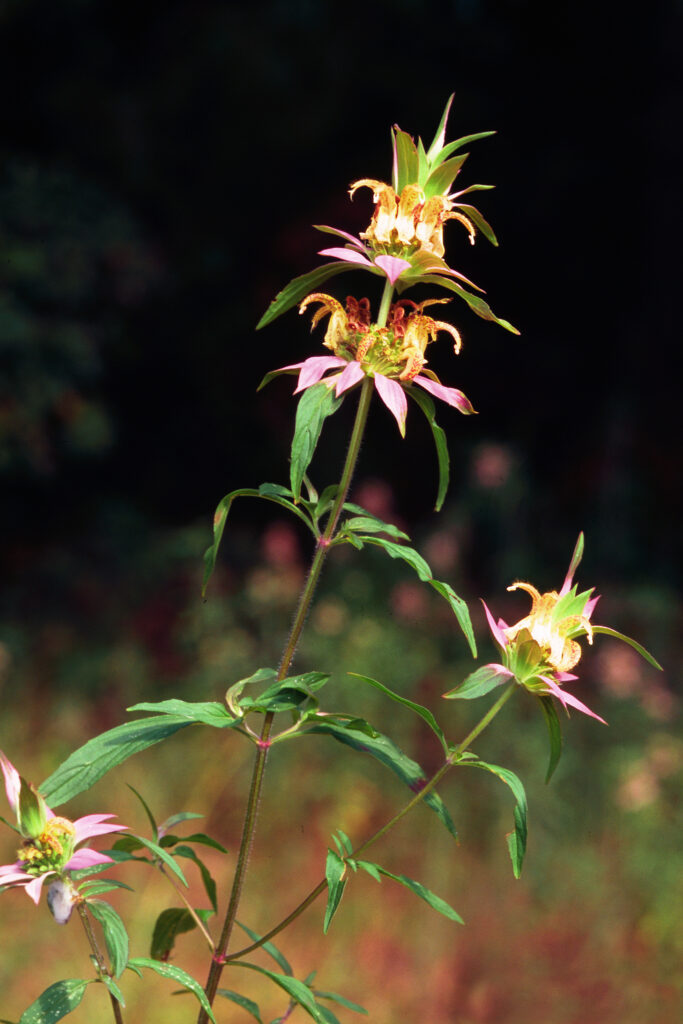 Monarda_punctata_photo_2
