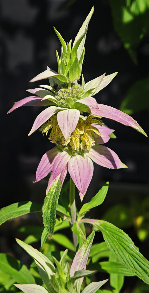 Monarda_punctata_photo_3