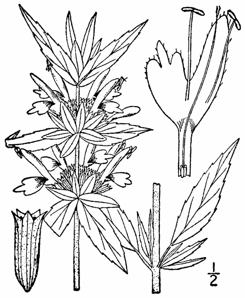 Monarda_punctata_sketch_1