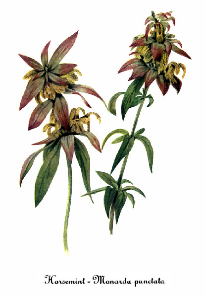Monarda_punctata_sketch_2