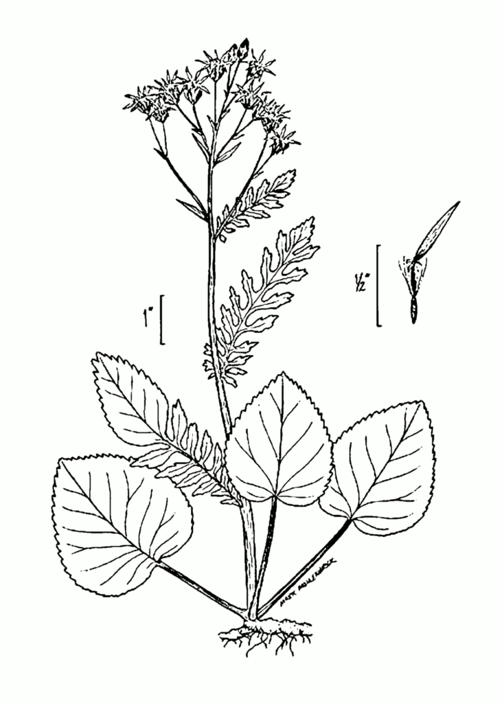 Packera_aurea_sketch_1