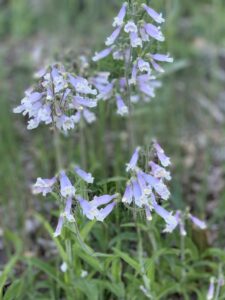 Hairy Beardtongue