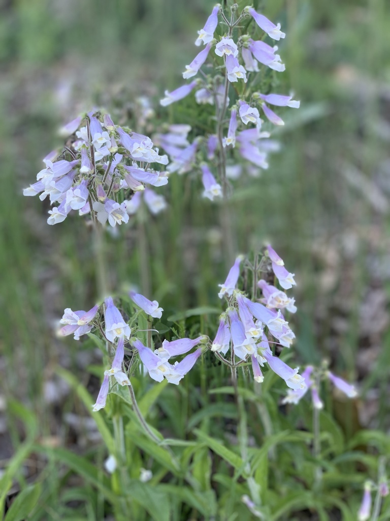 Penstemon_hirsutus_photo_1