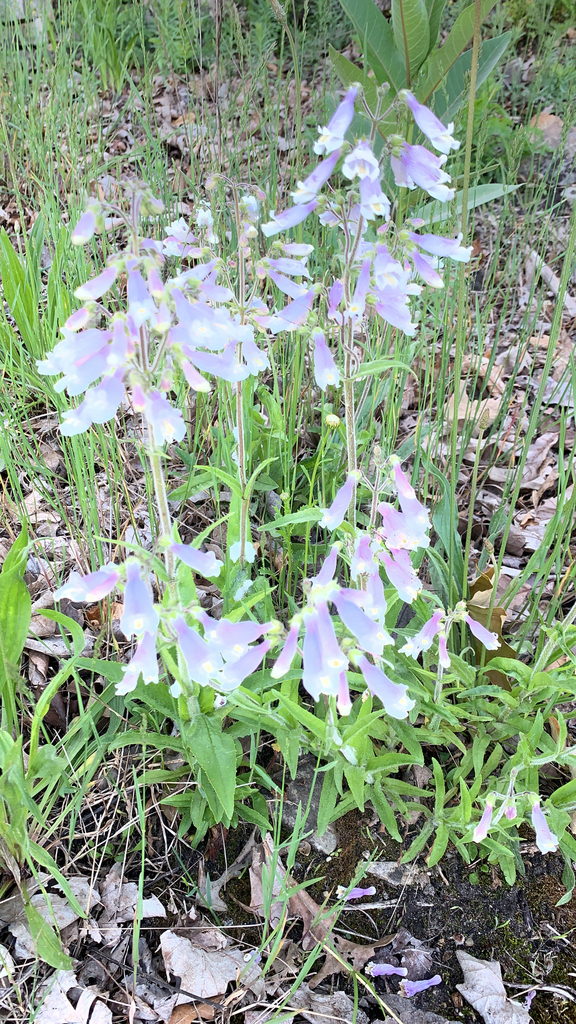 Penstemon_hirsutus_photo_2