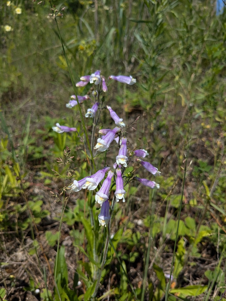 Penstemon_hirsutus_photo_3