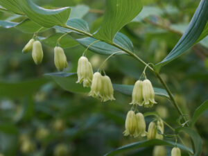 Solomon’s Seal